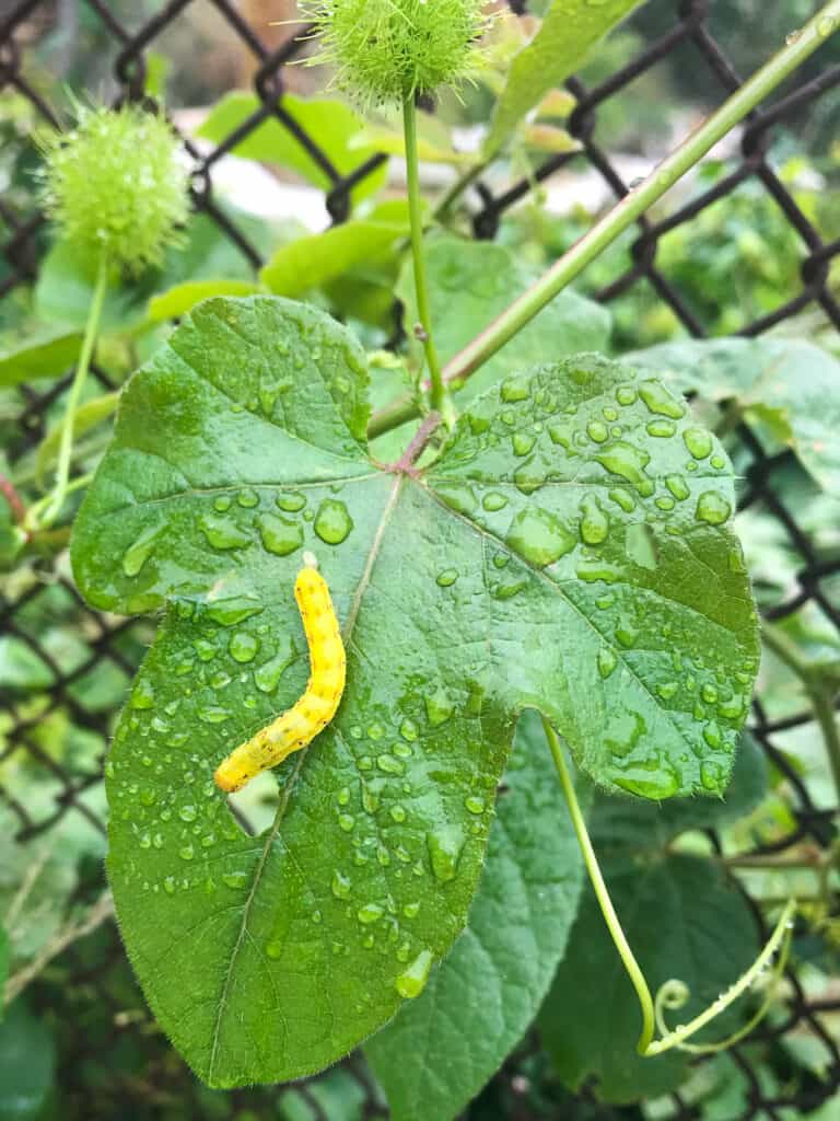 Caterpillar on passionvine