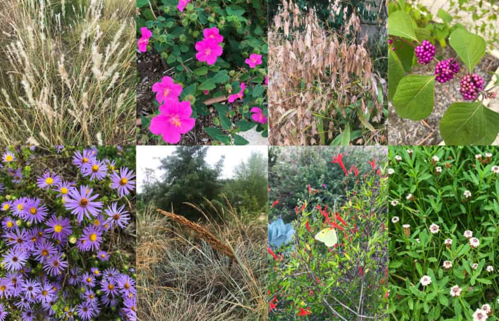 Where can i buy deals native plants near me