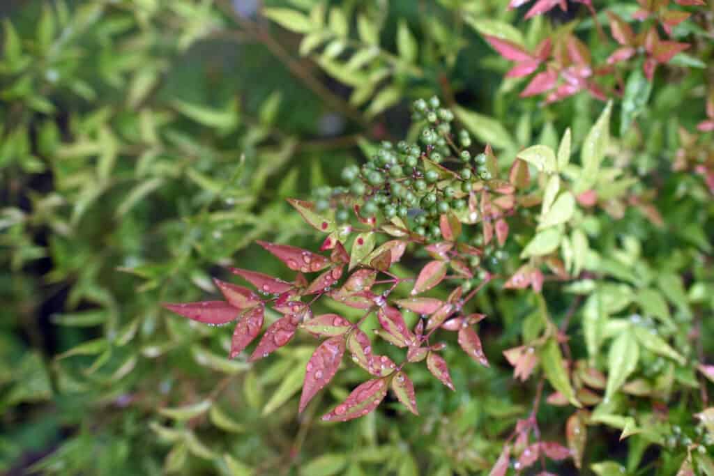 Nandina (also known as heavenly bamboo or sacred bamboo)