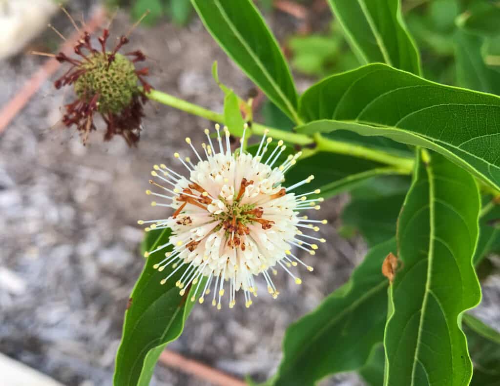 Button bush plant in Texas