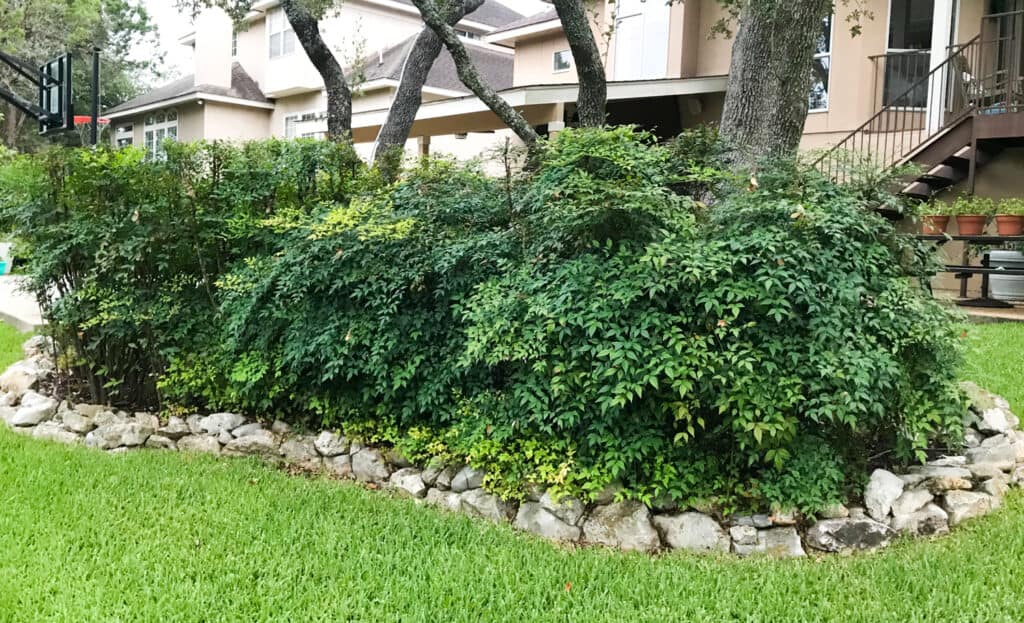 Invasive nandina (heavenly bamboo) in Texas landscape