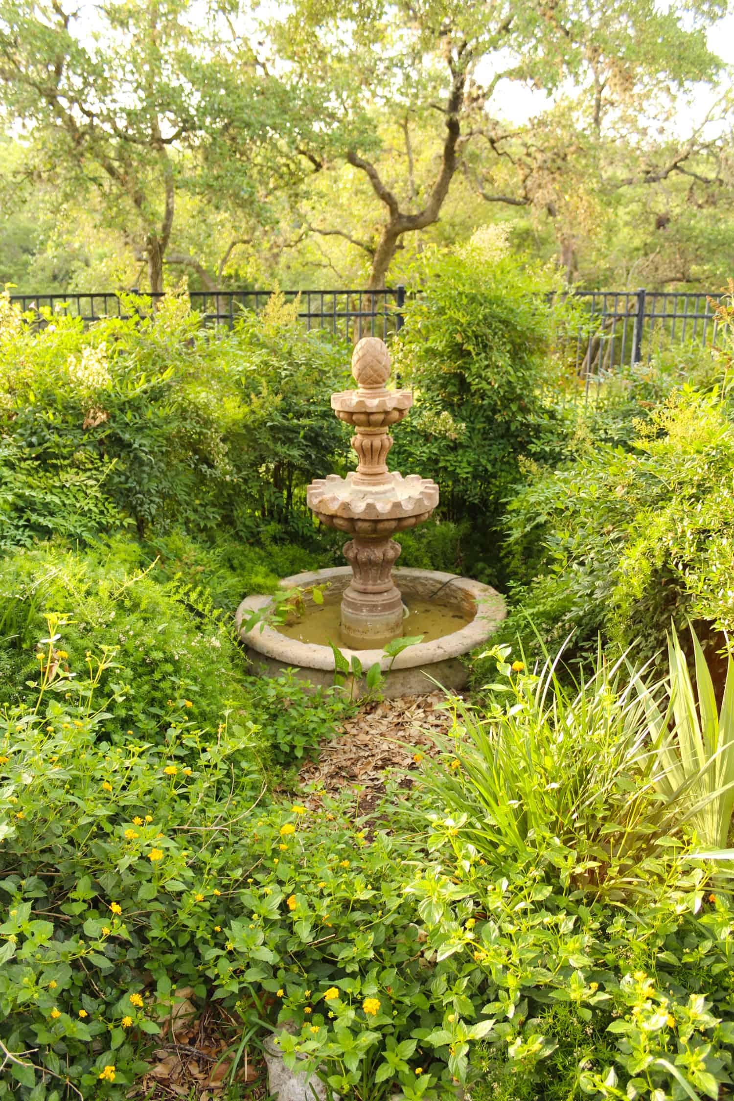 Non native landscape design with asparagus fern and nandina.