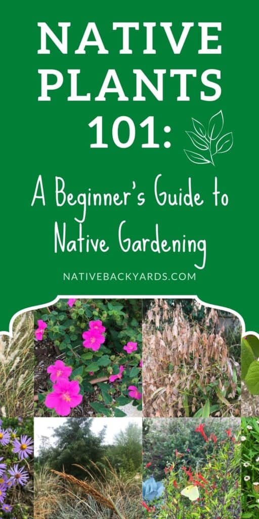 A beginner's guide to learning about native plants and native gardening