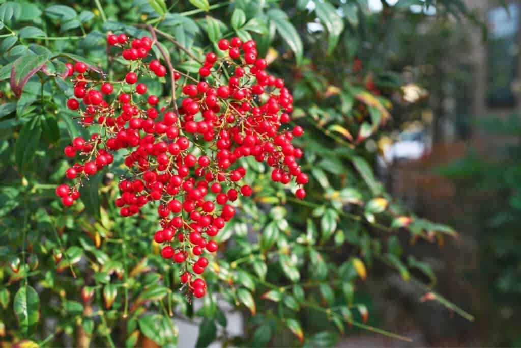 Nandina berries can be spread by birds and animals and cause the plant to escape cultivation and become invasive.