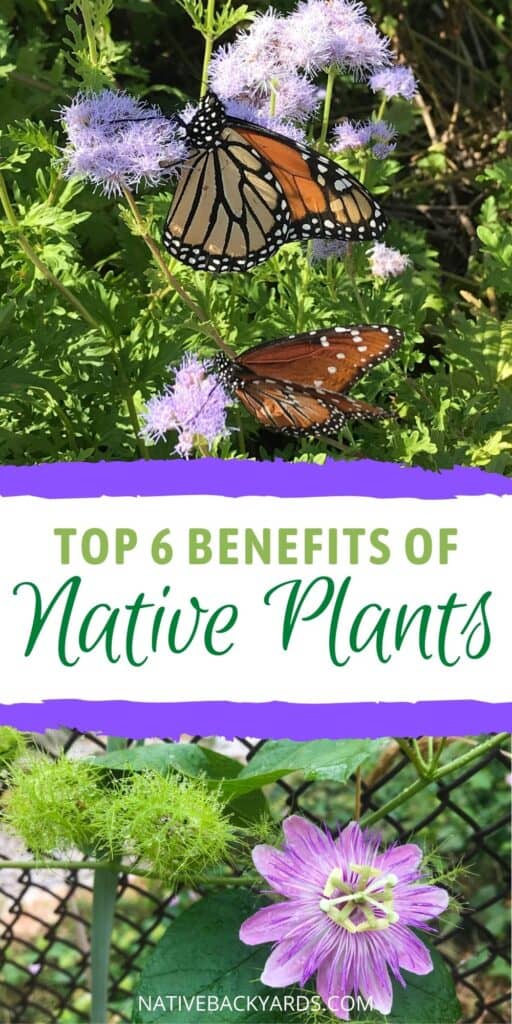 Check out these top 6 reasons you should be using native plants in your yard and garden!