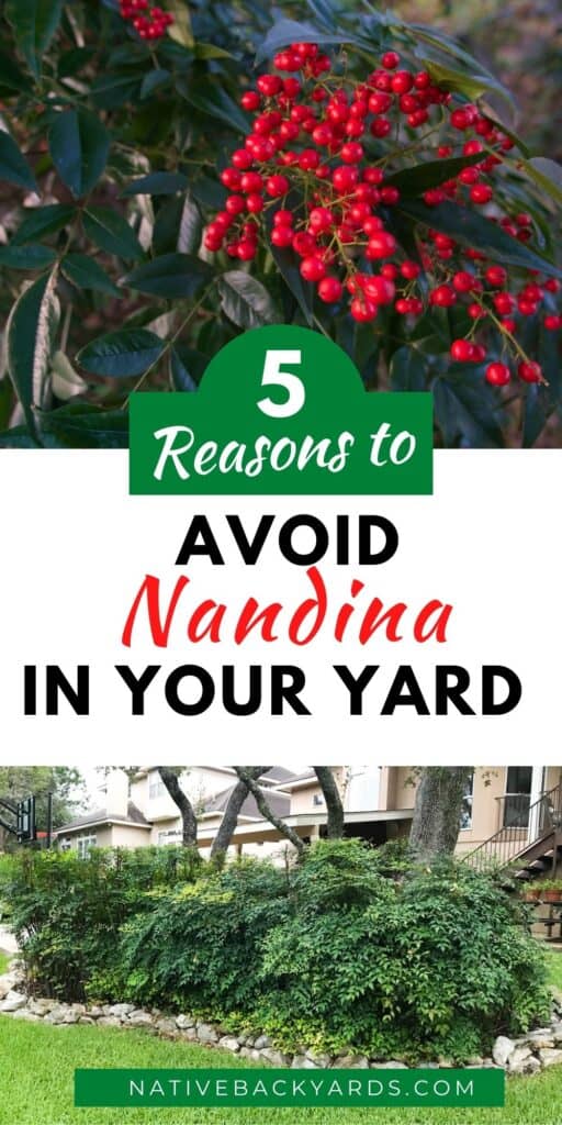 5 reasons you don't want nandina (heavenly bamboo) in your yard!