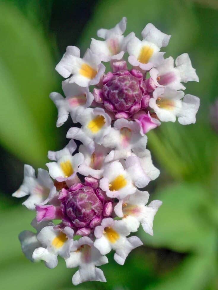 Frogfruit phyla nodiflora