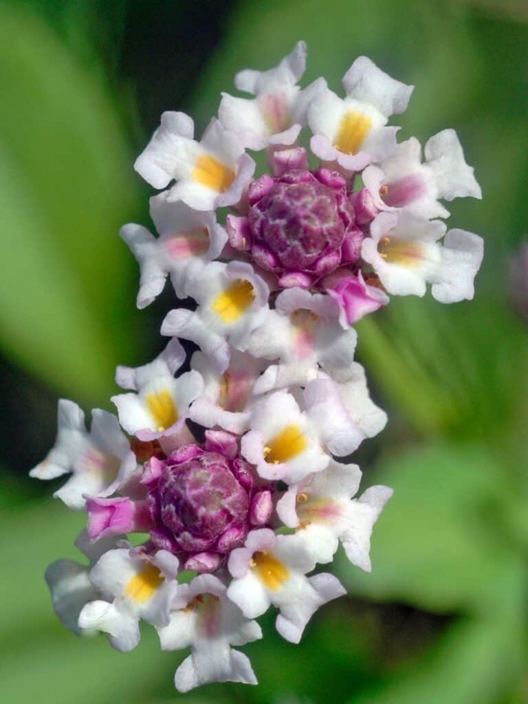 The delicate clusters of flowers on frog fruit.