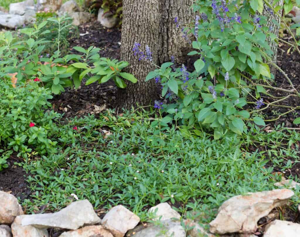 Frog Fruit: My Favorite Native Ground Cover - Native Backyards