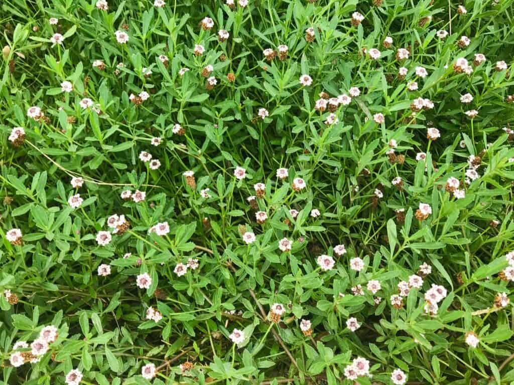 Texas native plants: Frogfruit groundcover