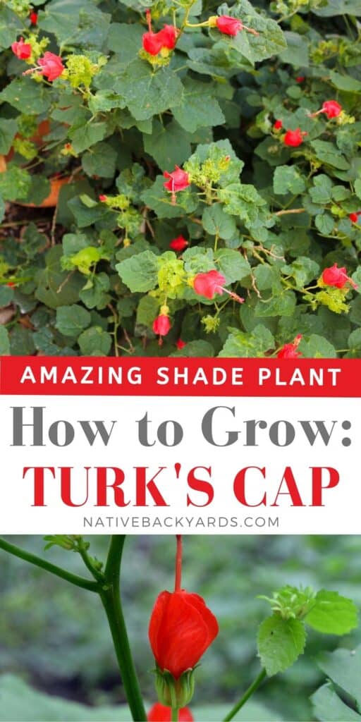 How to grow Turk's Cap - an amazing shade plant and native plant to the Southern US!