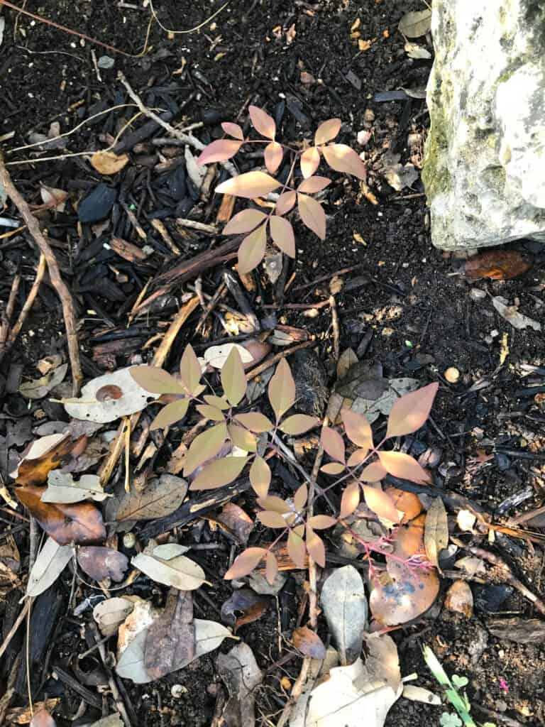 Nandina growing back from root fragments after being removed.