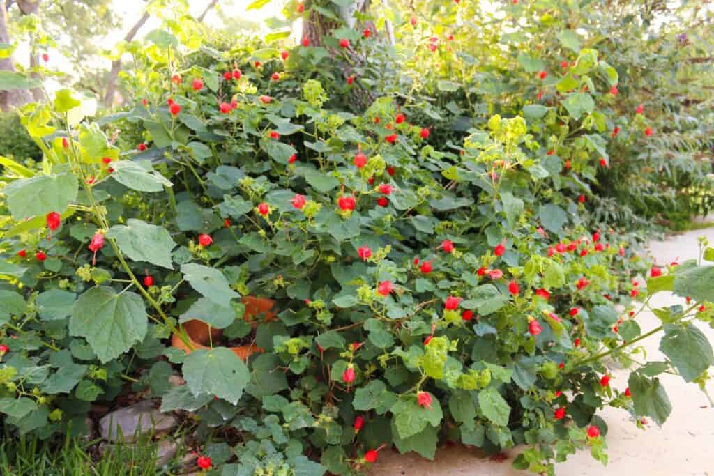 Turk's Cap (Malvaviscus arboreus) growing in at Texas yard.