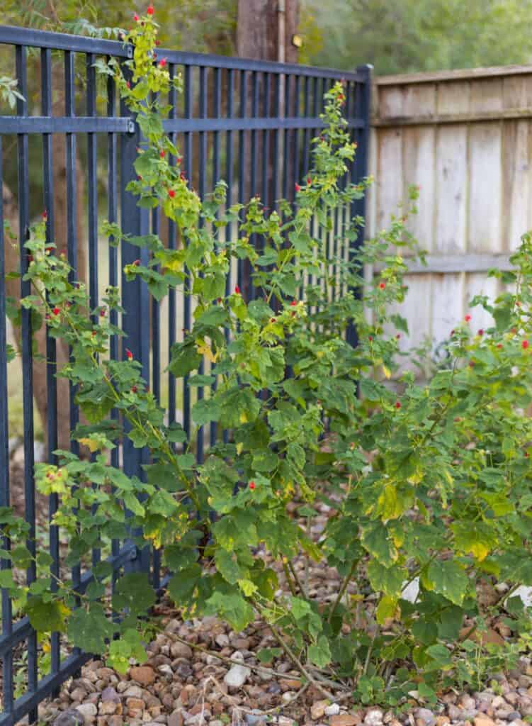 Turk's Cap plant care includes cutting back and pruning the plant when it gets too leggy.