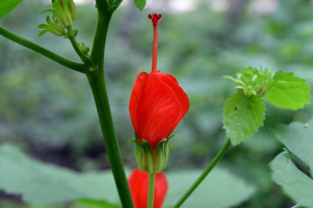 The red flower of a Turk's Cap plant resembles a Turkish fez hat.