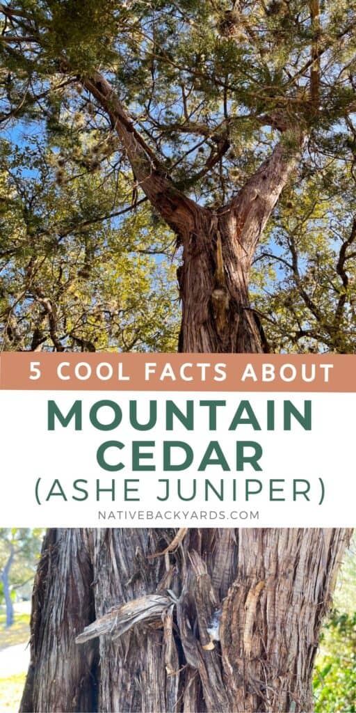 5 cool facts about Mountain Cedar