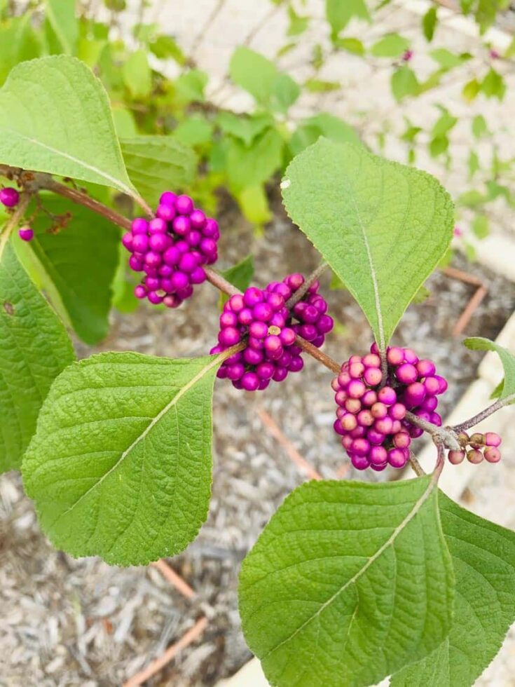 American Beauty Berry plant