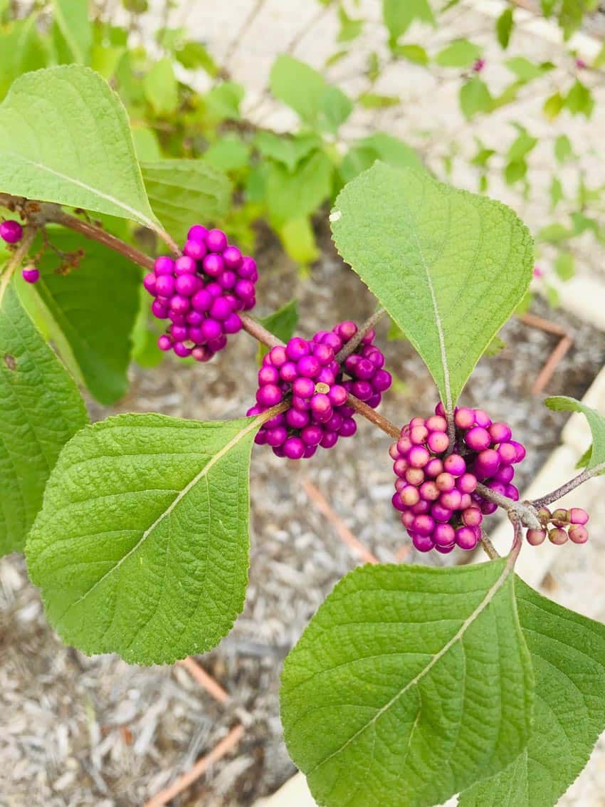 Is beautyberry store poisonous to dogs