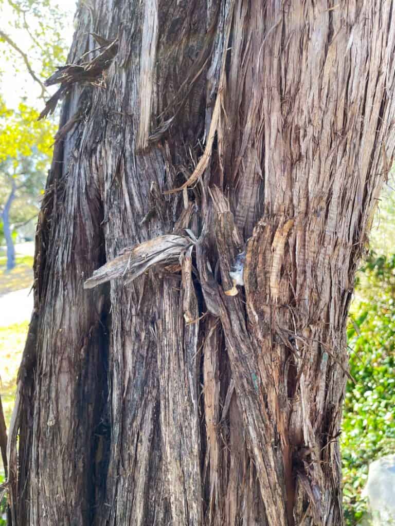 Bark of an old growth Ashe Juniper (Mountain Cedar) tree used by Golden Cheeked Warblers for their nests.