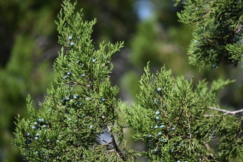 The blue berries of a female Ashe Juniper (Mountain Cedar) tree are actually fleshy cones.