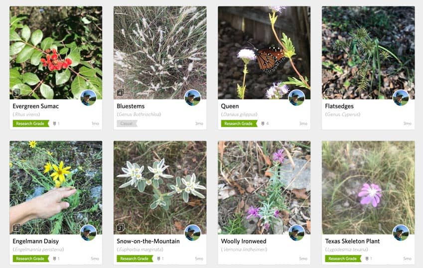 Plant observations by user haeleyg on iNaturalist.org.