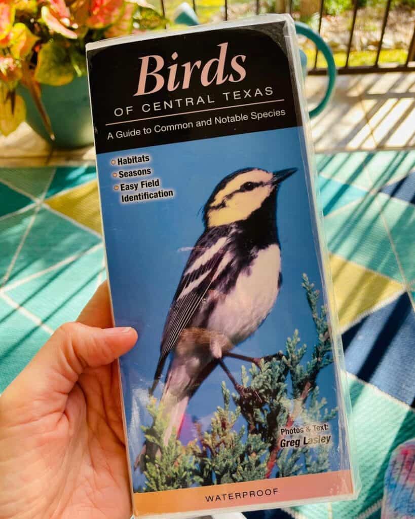 A golden-cheeked warbler on the cover of a Central Texas Bird Guide.