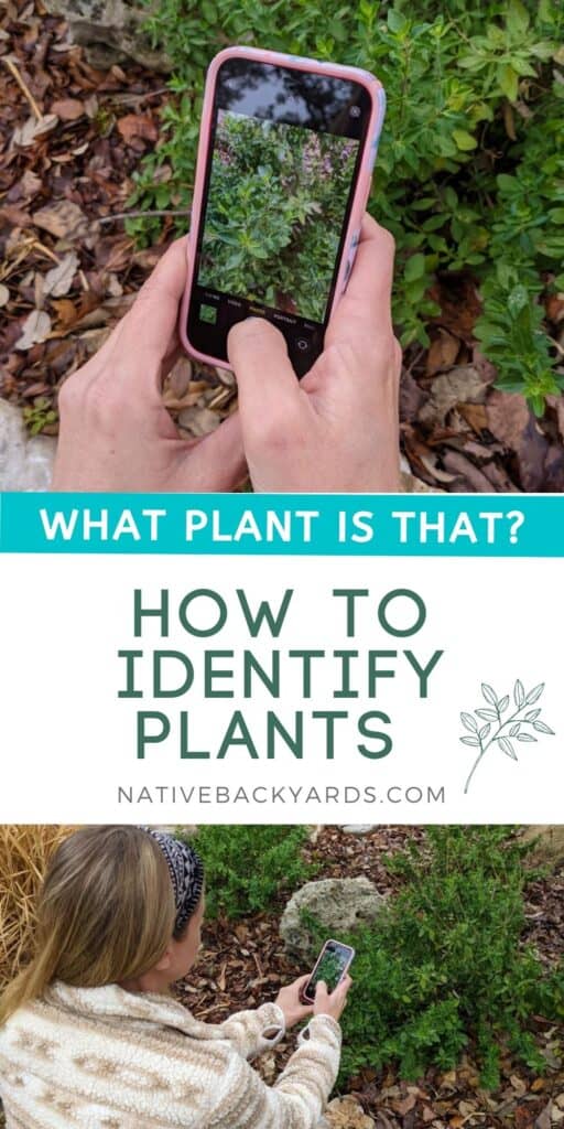How to identify plants with an app