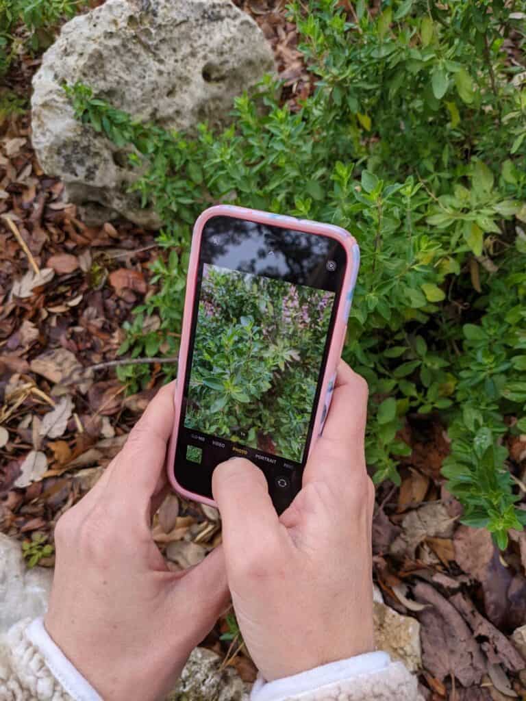 iNaturalist is a free app to identify plants and trees in your garden and in nature.