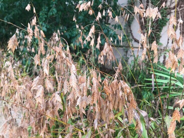 [Image: inland-sea-oats-735x552.jpg]