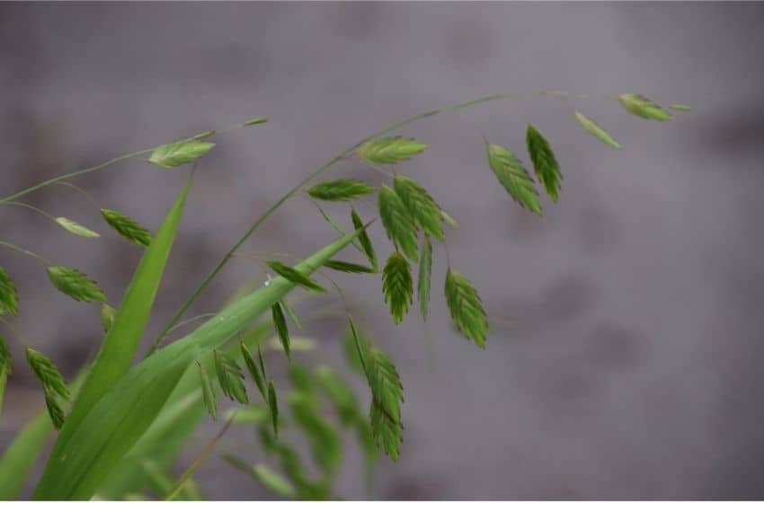 [Image: inland-sea-oats-seed-heads.jpg]