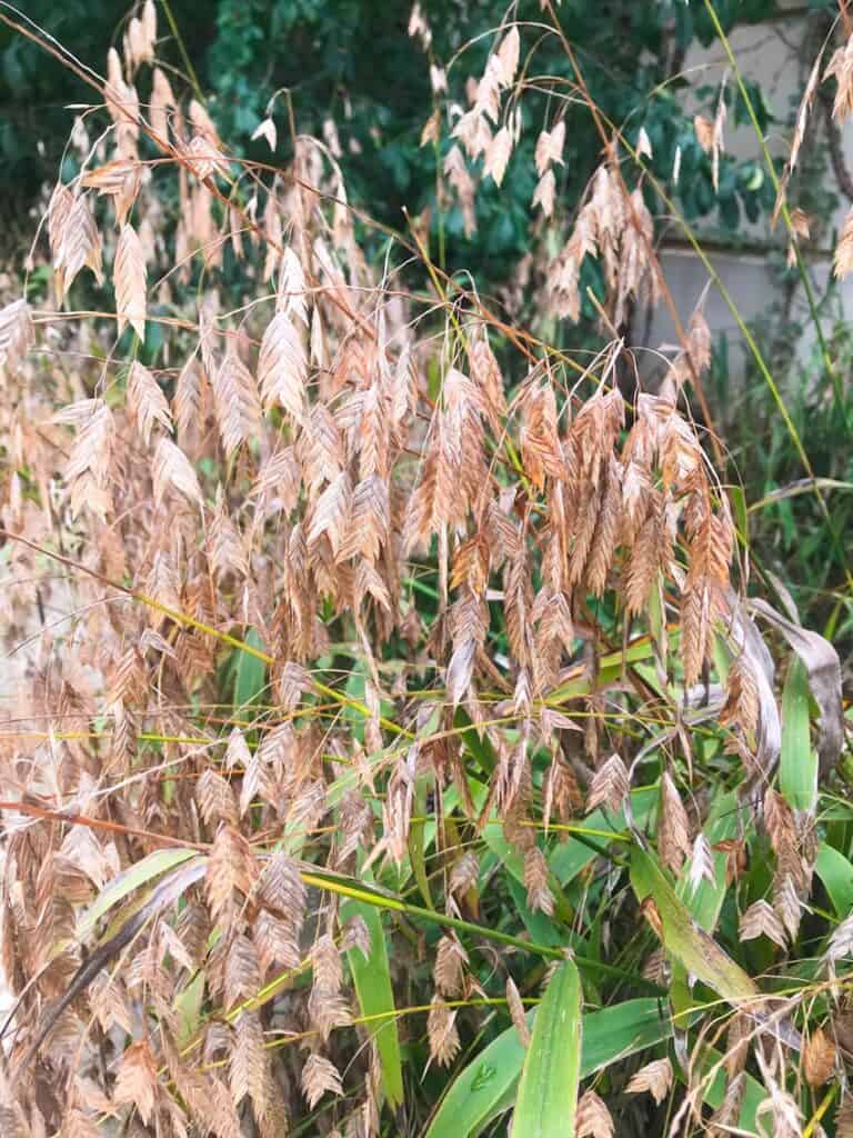 Inland sea oats with brown seed pods in the fall.