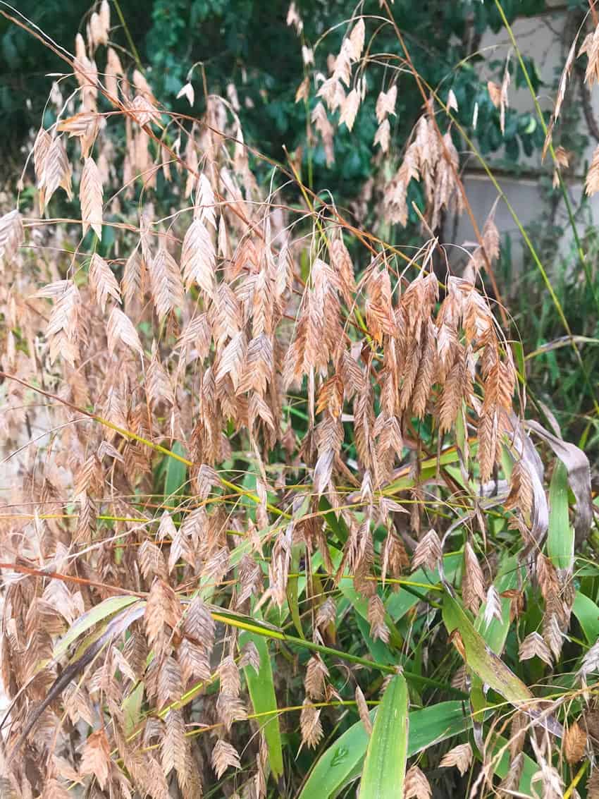 Inland Sea Oats Product Detail at Native American Seed