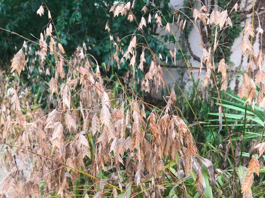 Inland sea oats are common San Antonio native plants