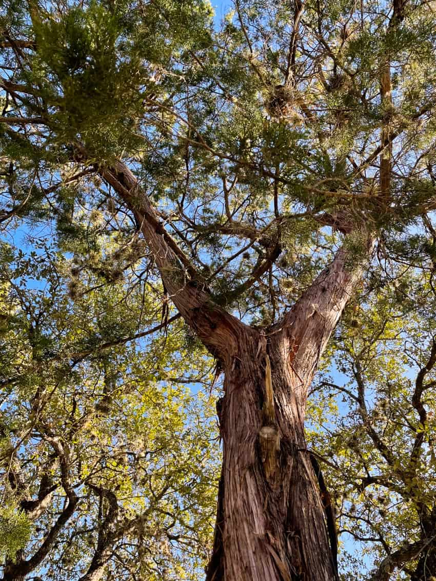 A female Ashe Juniper (Mountain Cedar) tree