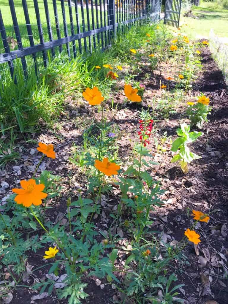 Wildflower garden blooming along backside of fence.