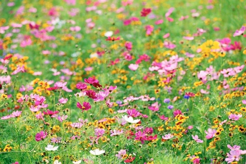 Southeast Native Wildflower Seed Mix