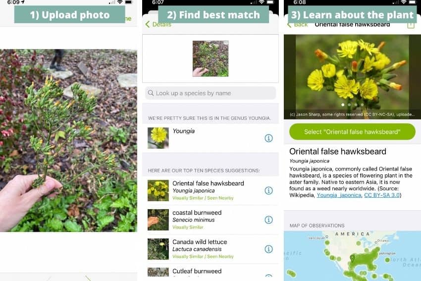 How to use iNaturalist, a plant identification app