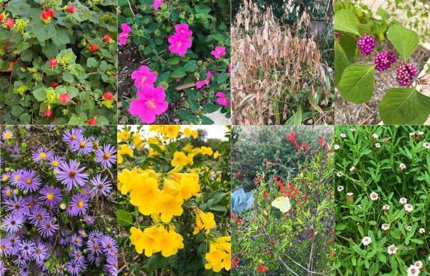 Texas native plants