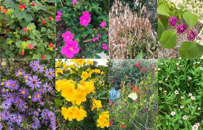 Top 20 Easy Flowers To Grow In Texas