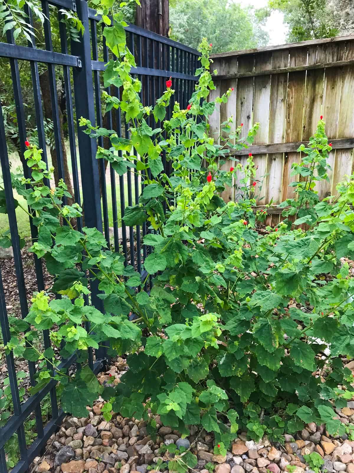 Turk's Cap