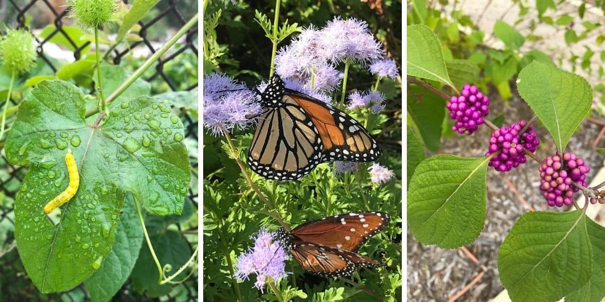 Native plants for a Certified Wildlife Habitat
