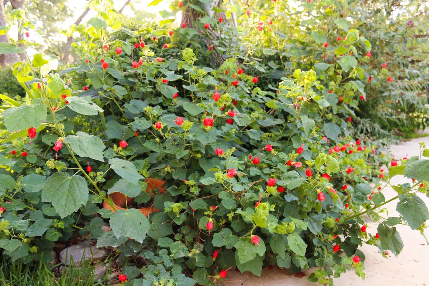 Texas bush - Turk's Cap