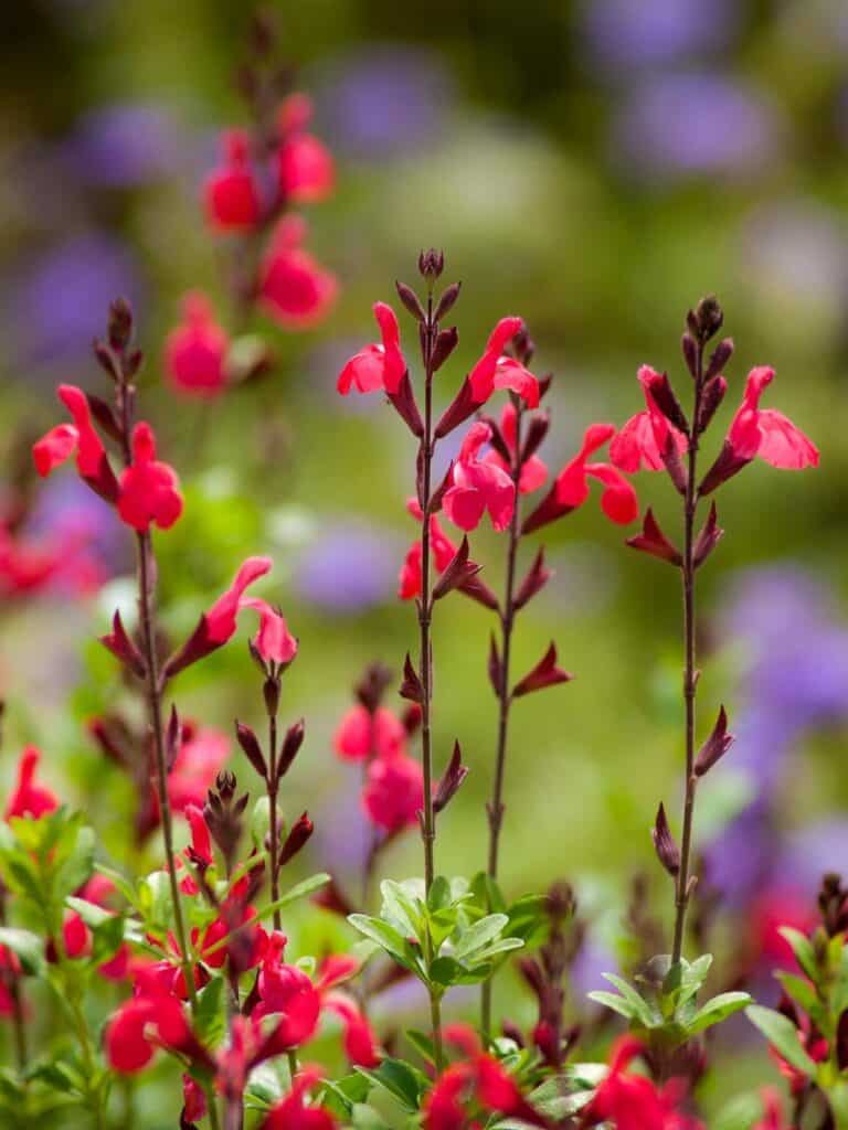 Salvia greggii (Autumn Sage) blooms attract hummingbirds and butterflies.