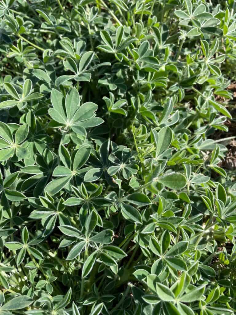 A Texas bluebonnet rosette