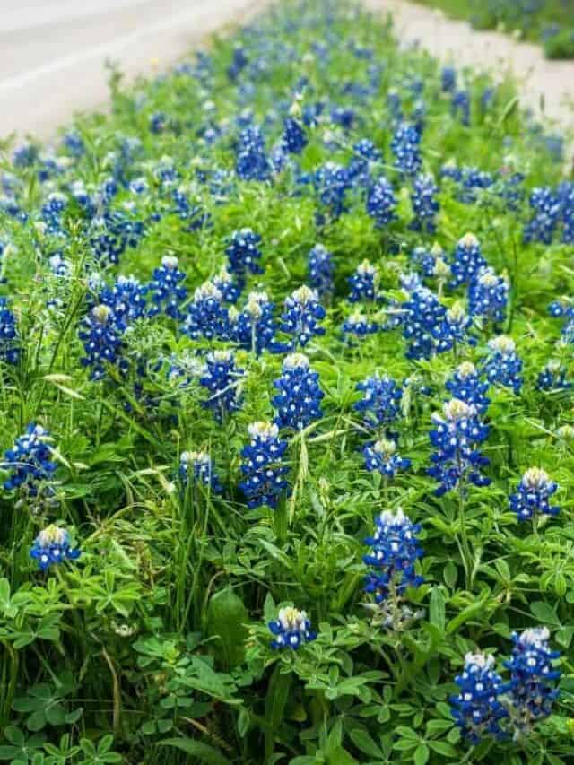 Texas bluebonnets