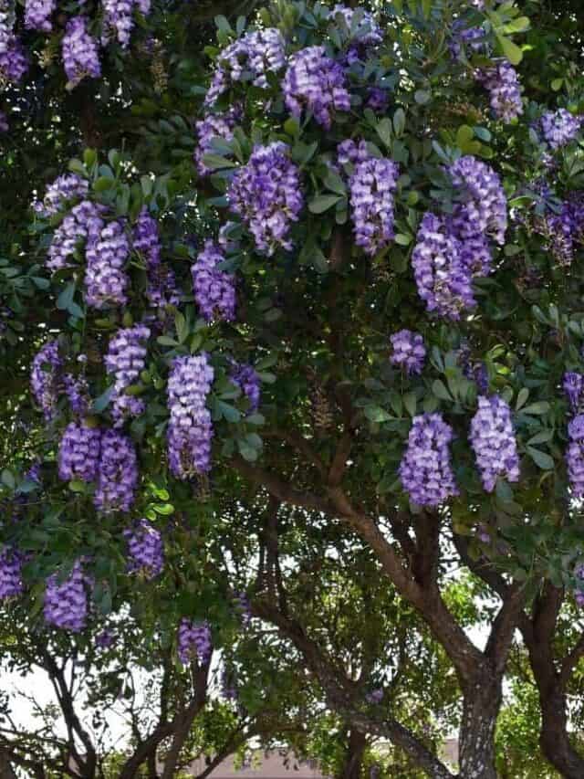 Top 5 Texas Trees for Spring Native Backyards