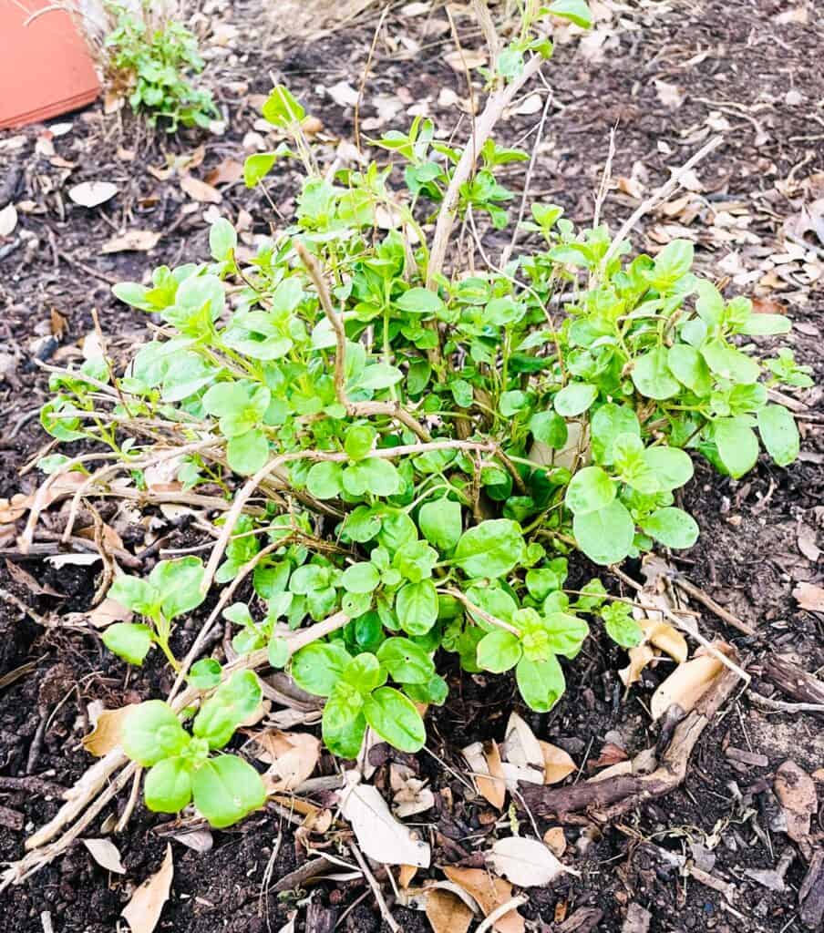 Cut Salvia Greggii (Autumn Sage) back by 1/2 in February.