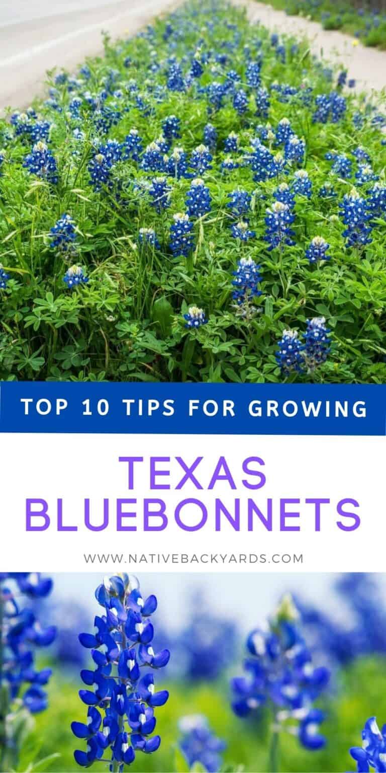 Top 10 Tips for Growing Texas Bluebonnets - Native Backyards