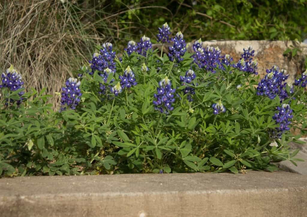 How to grow Texas Bluebonnets in your landscape beds.