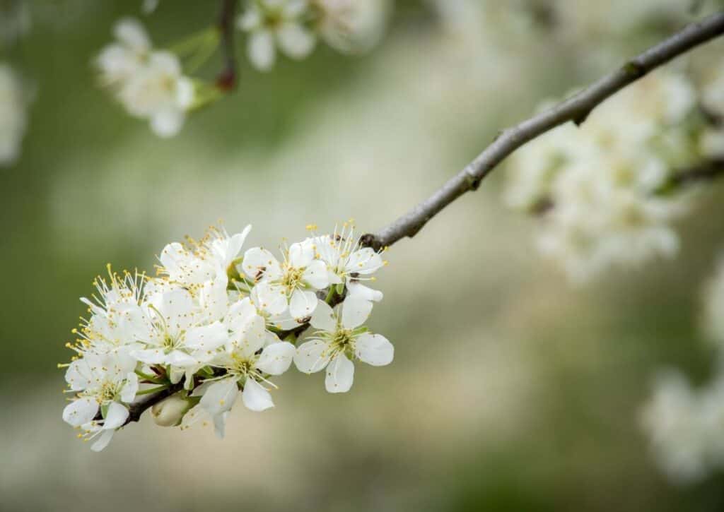 The Mexican Plum is one of the flowering trees of Texas loved by bees.